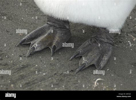 Webbed Bird Feet Hi Res Stock Photography And Images Alamy