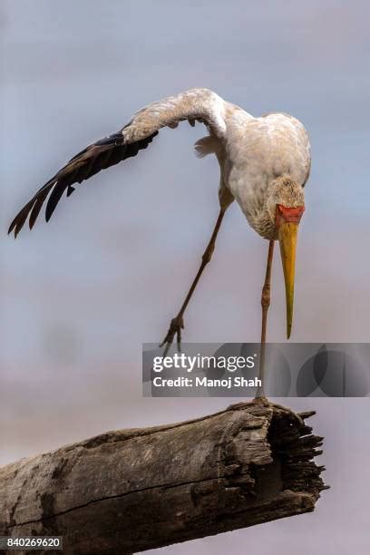 67 Stork Stretch Stock Photos High Res Pictures And Images Getty Images