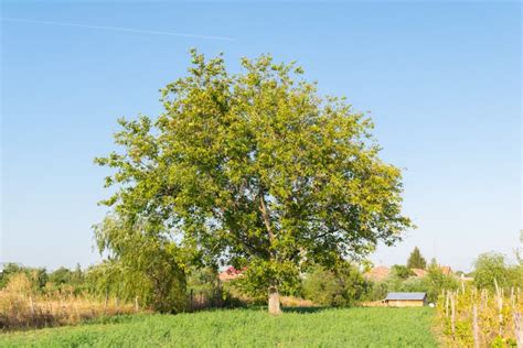 Big Walnut Tree with Green Leaves and Clear Sky Background Stock Photo ...