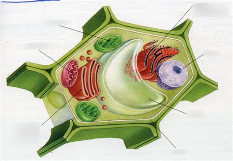 Diagramadecellulesvegetals