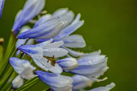 Blue African Lily Or Agapanthus Flower Bloom In A Garden Stock Image