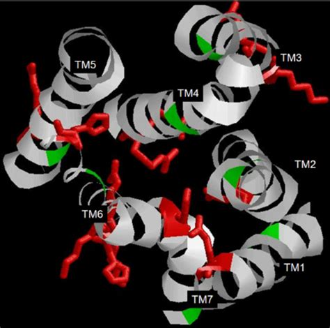 Amino Acids And Side Chains For Residues Of Transmembrane Helices On