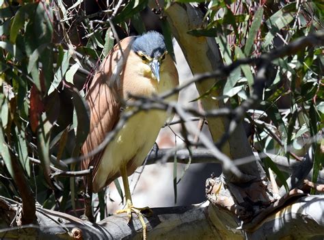 Beginners Outing To Newport Lakes And Jawbone Reserve Birdlifemelbourne