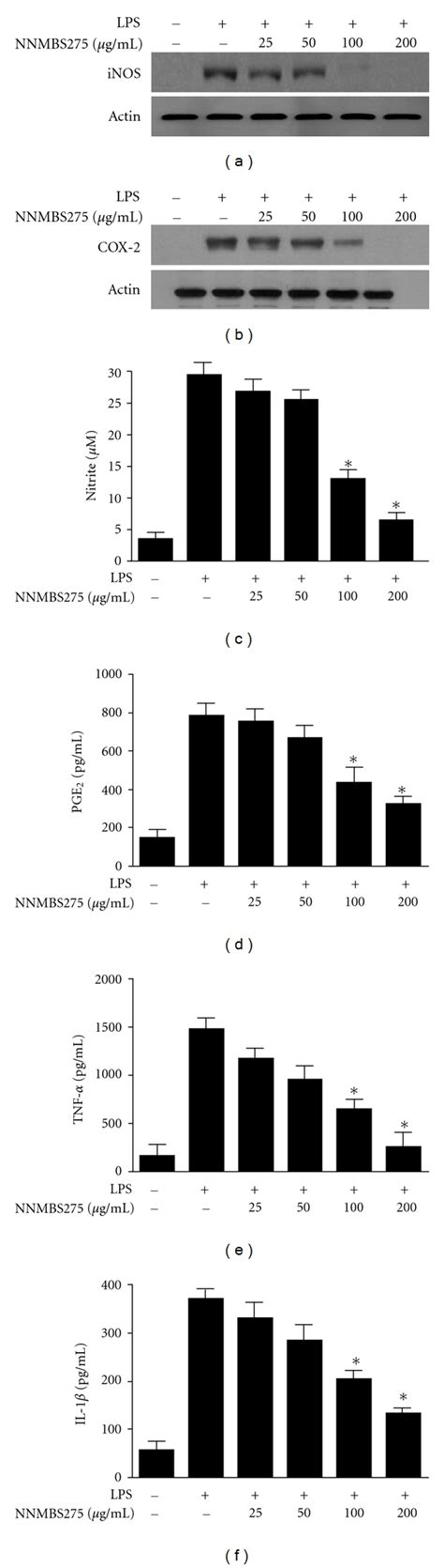 Effects Of Nnmbs275 On Lps Induced Inducible Inos And Cox 2 Protein