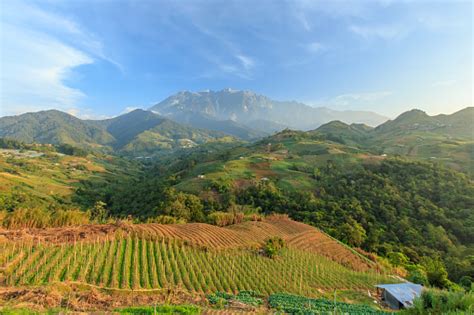 Kundasang Sabah Landscape With Cabbage Farm And Mount Kinabalu At Far Background During Morning