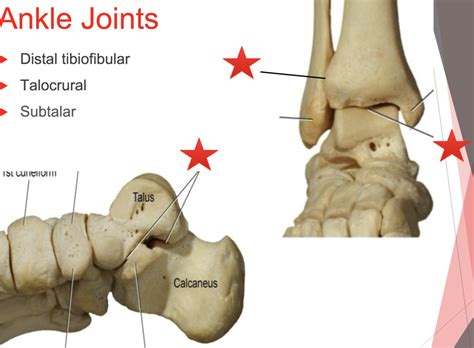 Knh L Ankle Joints Diagram Quizlet