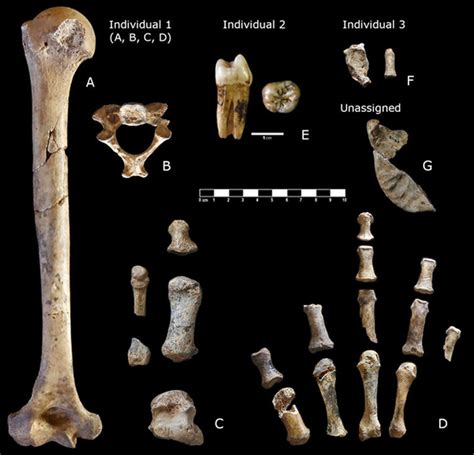 Identifican Restos Neandertales De M S De A Os En Una Cueva