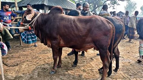 আজ ১১ ডিসেম্বর ২৩ খামার উপযোগী শাহিওয়াল দেশাল জাতের ষাঁড় গরুর দাম