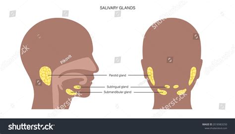 Salivary Amylase Over 29 Royalty Free Licensable Stock Vectors