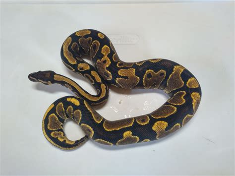 Fire Yb Ball Python By Jk Reptile Lab Morphmarket