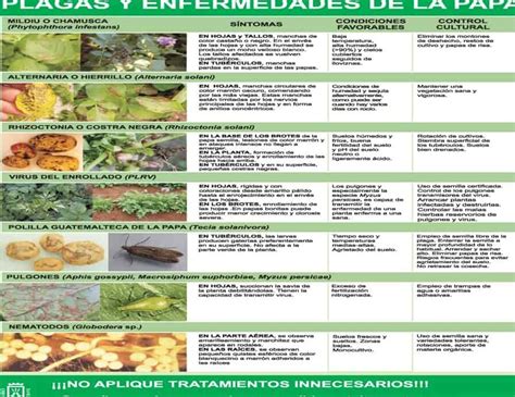 Enfermedad Del Pepino Causas S Ntomas Y Tratamiento Gu A Completa