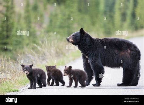 Rocky Mountain Bears