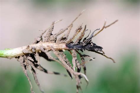 Murcha de Fusarium em feijão saiba como identificar e manejar Blog