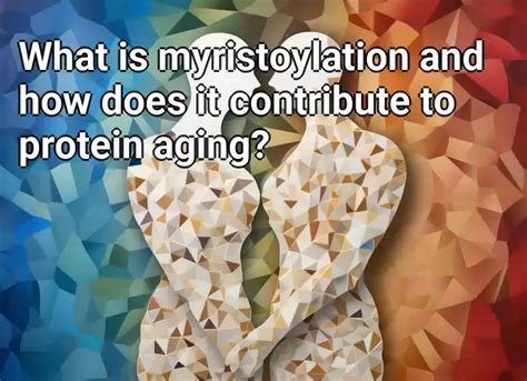 What is myristoylation and how does it contribute to protein aging ...