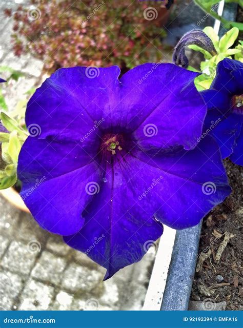 Indigo Flower Stock Images - Download 2,049 Photos