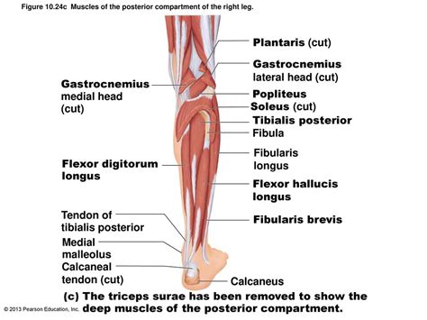 The Muscular System Part D Ppt Download