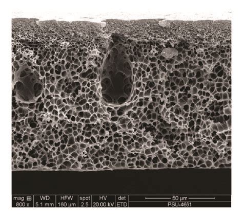 Sem Micrographs Cross Sectional Structure Of Pure Psf A Psf Peg