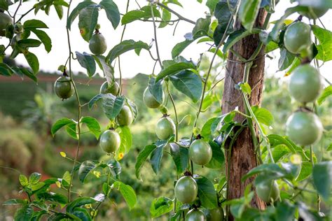 Propiedades Medicinales De La Maracuy Descubre Y Aprende A Cultivarla