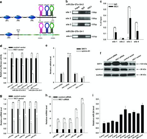 HIC1 Directly Inhibits MiR 23 27 24 Clusters A Schematic