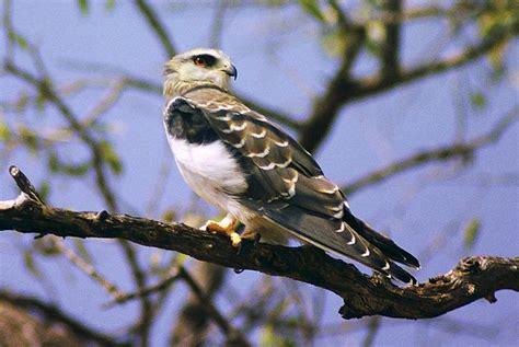 Black Shouldered Kite Elanus Caeruleus Immature Elanus C Flickr