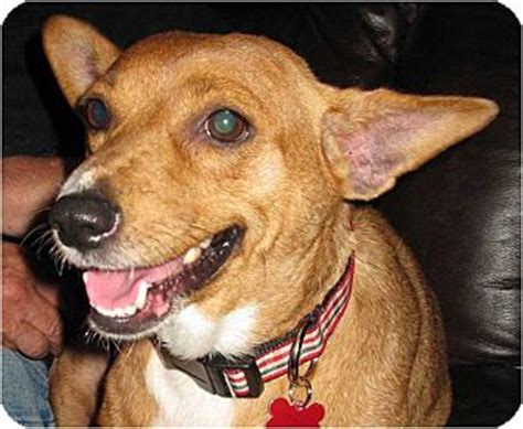 Lily | Adopted Dog | Salem, OR | Corgi/Miniature Pinscher Mix