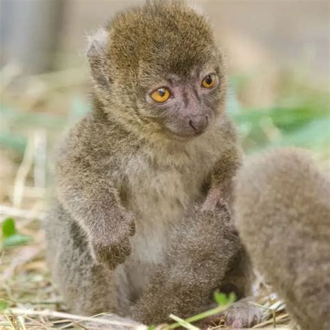 Greater Bamboo Lemur - Facts, Diet, Habitat & Pictures on Animalia.bio