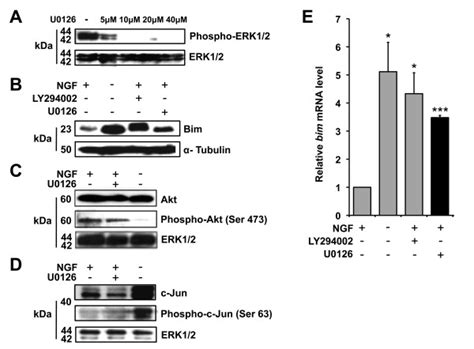 The Mek Erk Pathway Negatively Regulates Bim Mrna Expression In