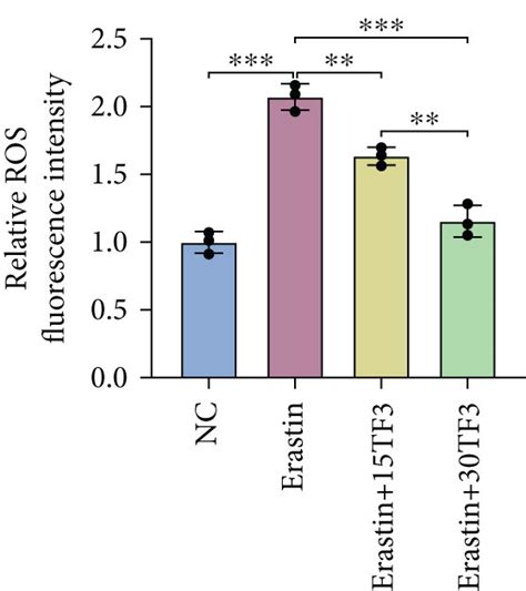 The Protective Effect Of Tf On Erastin Induced Ferroptosis In Cultured