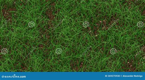 Sparse Textured Meadow Backdrop Grass Texture Field Background Stock