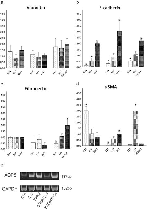 Gene Expression Of Vimentin A E Cadherin B Fibronectin C And