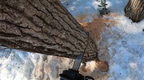 Cutting Down A Leaning Poplar Tree YouTube