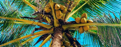 How To Grow A Coconut Palm Living Color Garden Center