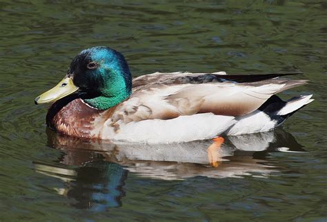 Mallard Drake