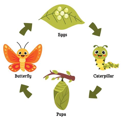 O Ciclo De Vida Da Borboleta 13539396 Vetor No Vecteezy