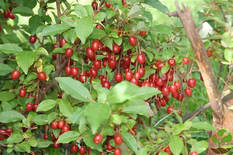 Гуми или Лох многоцветковый (Elaeagnus multiflora) » В мире растений и ...