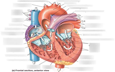 Sectional Anatomy Of The Heart Diagram Quizlet