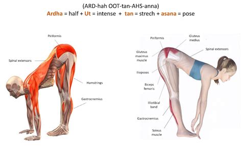 Ardha Uttanasana Standing Half Forward Bend Pose Forward Bend