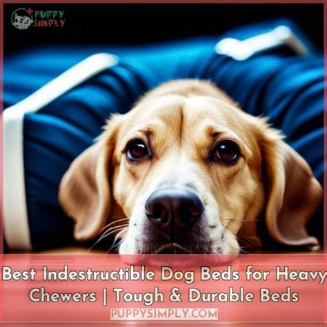 Best Indestructible Dog Beds for Heavy Chewers | Tough & Durable Beds