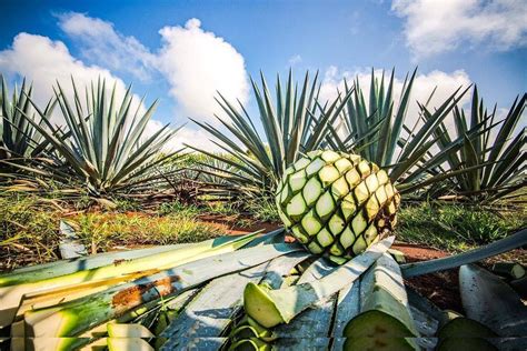 Descubre Que Es El Sirope De Agave Propiedades Y Beneficios