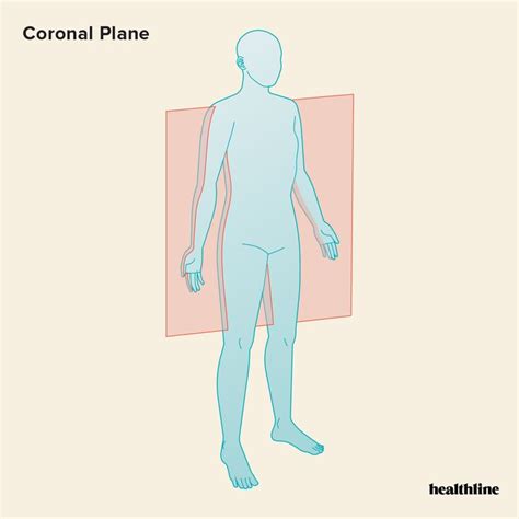 The 3 Anatomical Body Planes And The Movements In Each Sagittal Plane