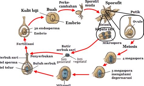 Reproduksi Angiospermae Dunia Pendidikan