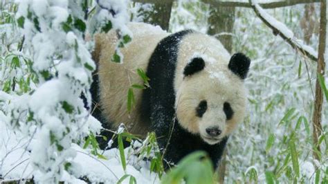 Pandas Born To Be Wild Wild Panda Courtship Filmed For First Time Nature Pbs