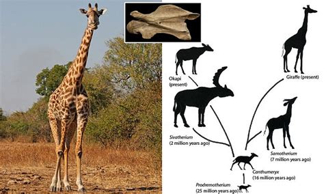 How The Giraffe Got Its Long Neck Daily Mail Online