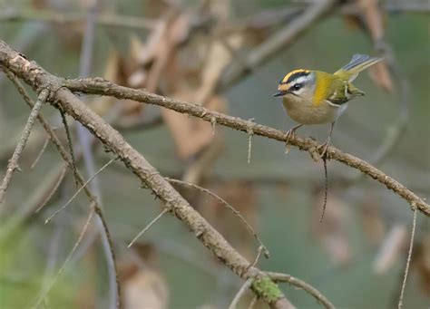 Male Common firecrest - Regulus ignicapilla - perched on tiny stick in ...