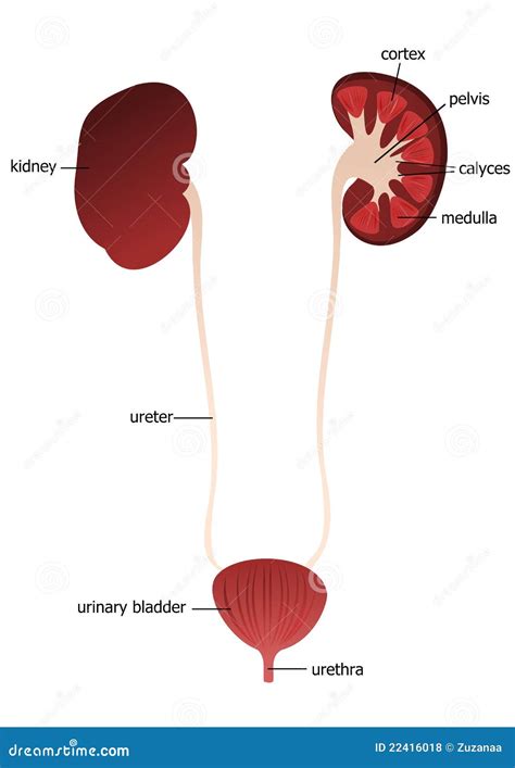 Kidney Ureter Urethra Stock Illustration Illustration Of Ureter