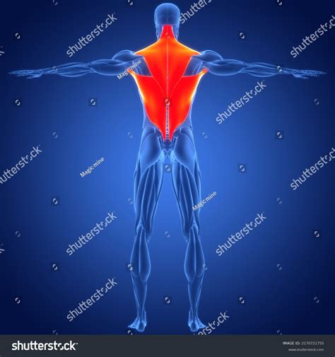 Human Muscular System Torso Muscles Anatomy Stock Illustration