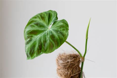 How To Grow And Care For Philodendron Verrucosum