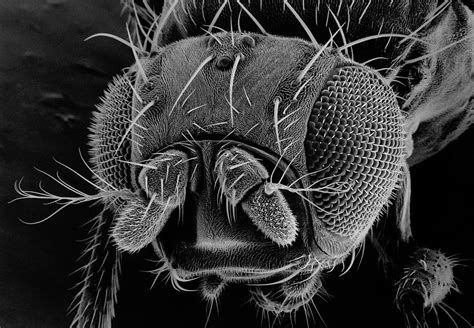 Head Of A Fruit Fly Photograph By Dr Jeremy Burgess Science Photo