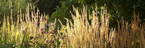 Enjoying the Tall Grasses of Late Summer and Fall | High Country Gardens