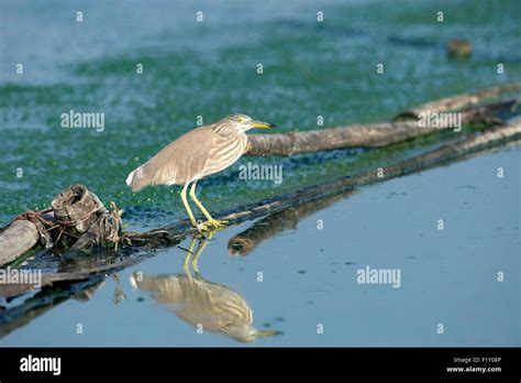 Thailand Chinese Pond Heron Ardeola Bacchus Stock Photo Alamy